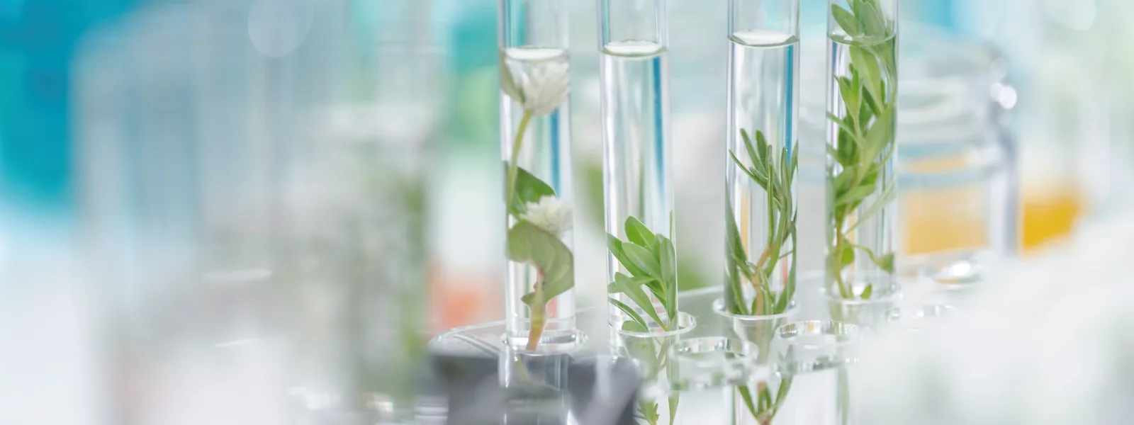 Botanical ingredients in test tubes